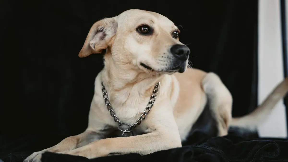 Dog portrait
