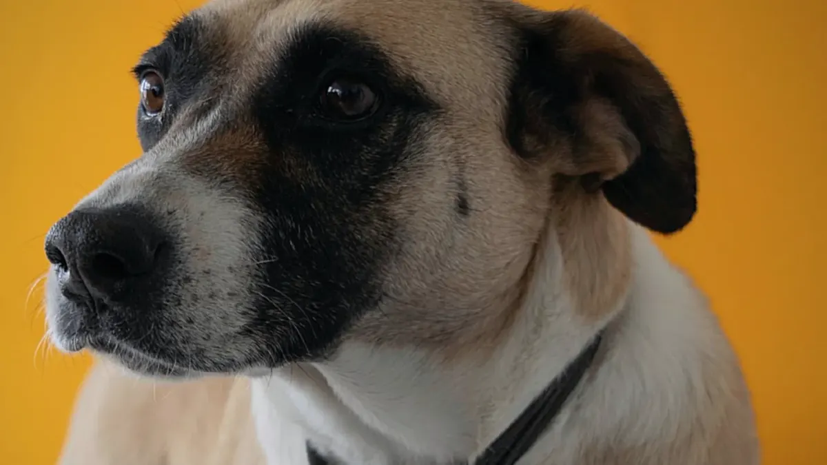 Dog portrait