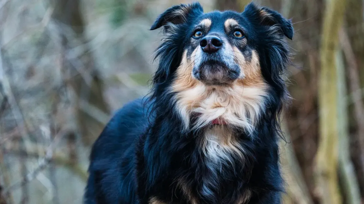 Dog portrait