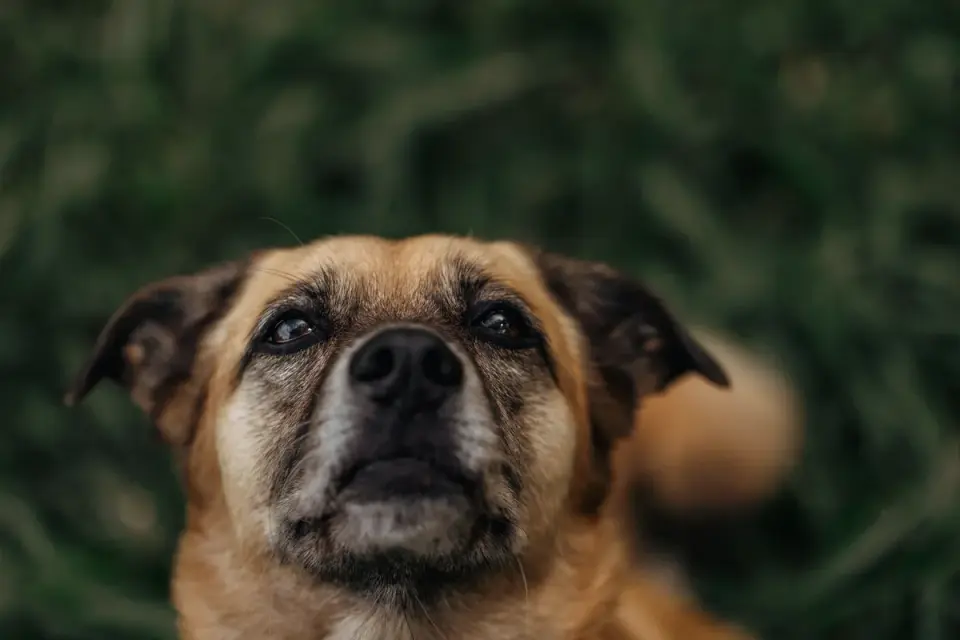 Dog portrait