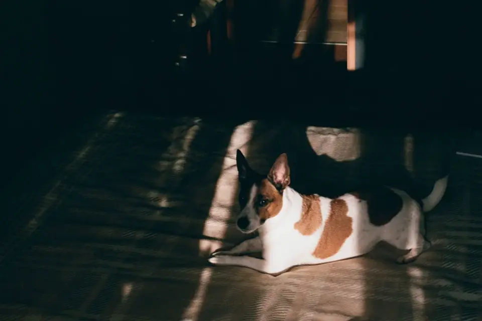 Dog resting after a walk