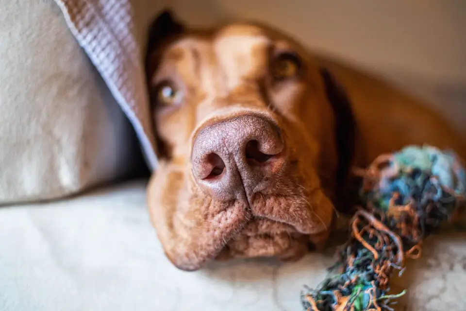 Dog resting after a walk