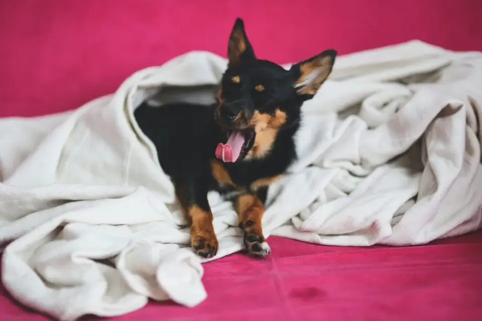 Dog resting at home