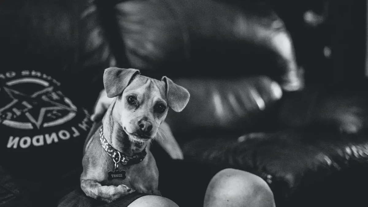 Dog resting at home