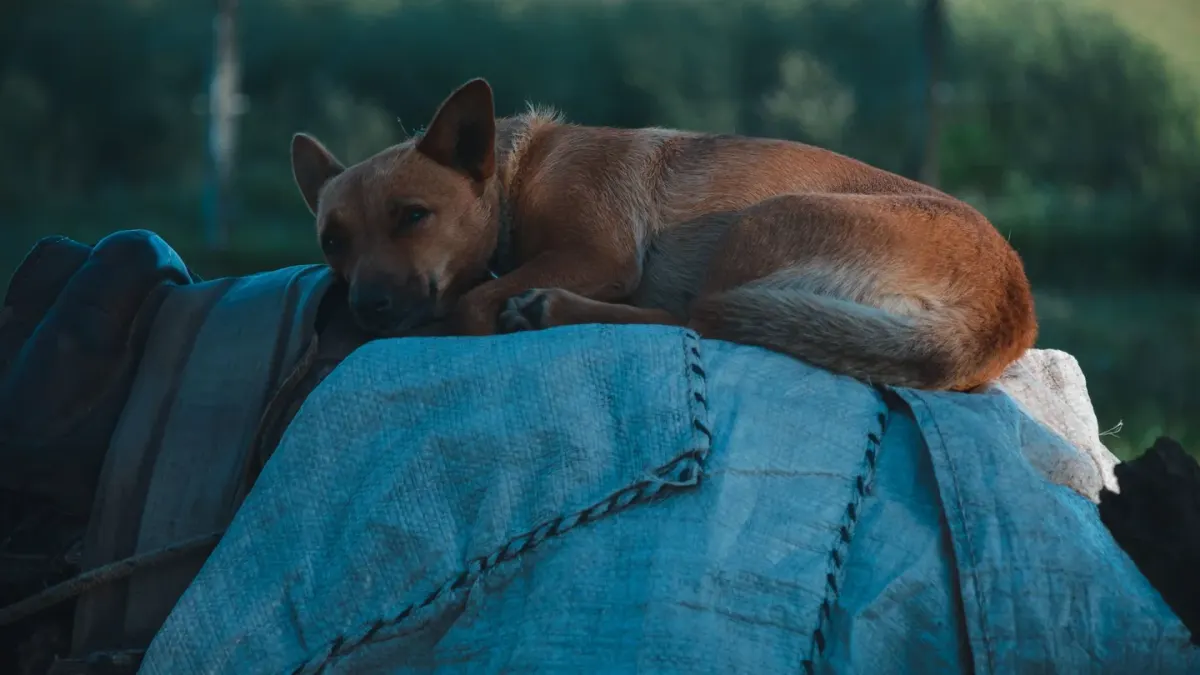 Dog resting at home