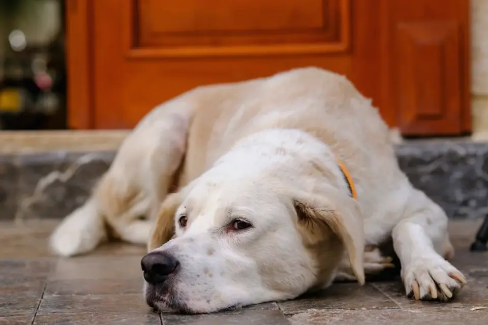 Dog resting at home