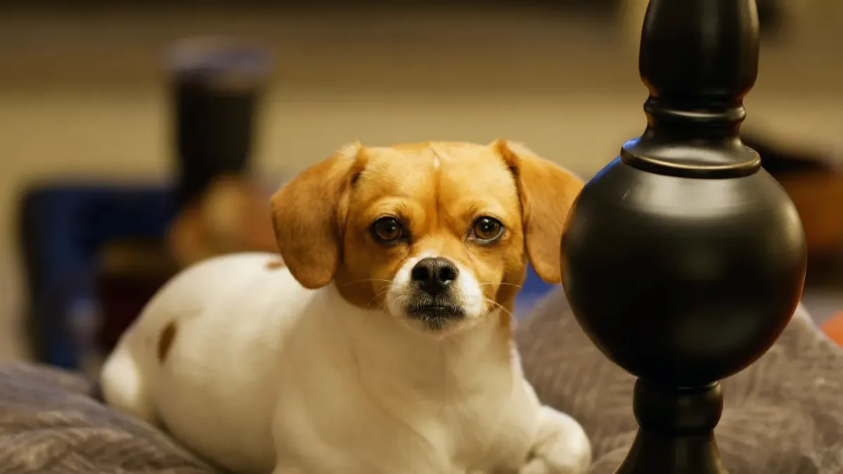 Dog resting at home