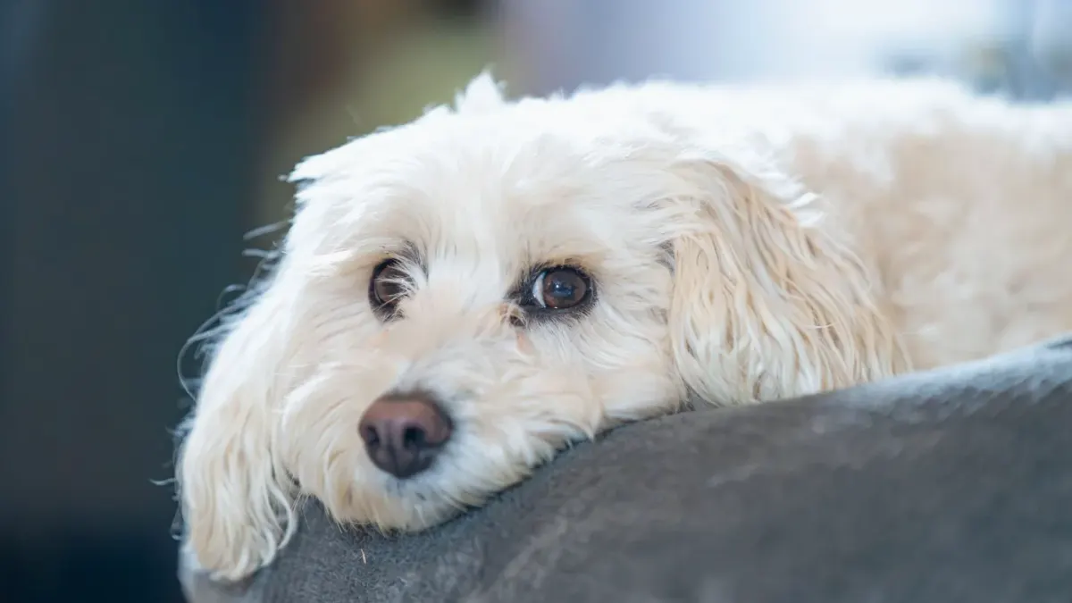 Dog resting at home
