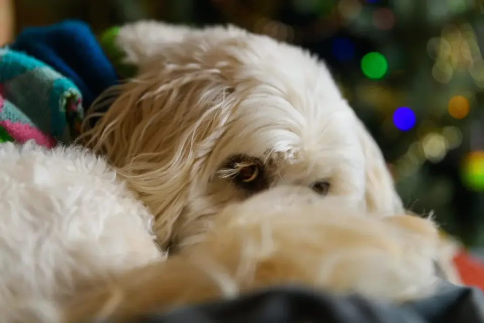 Dog resting at home