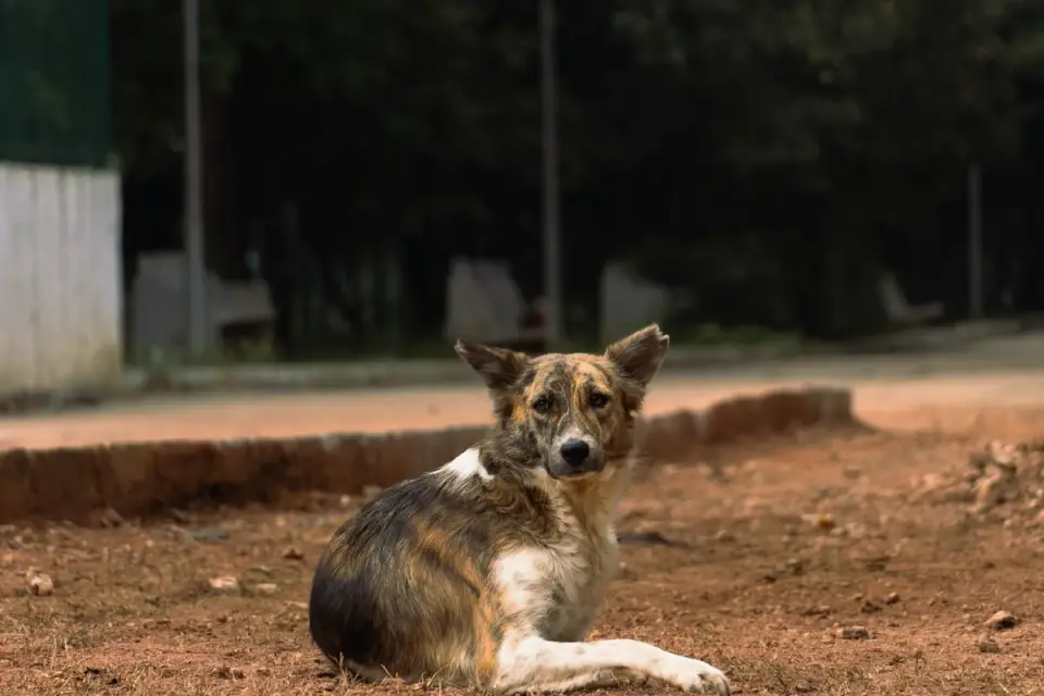 Dog resting at home