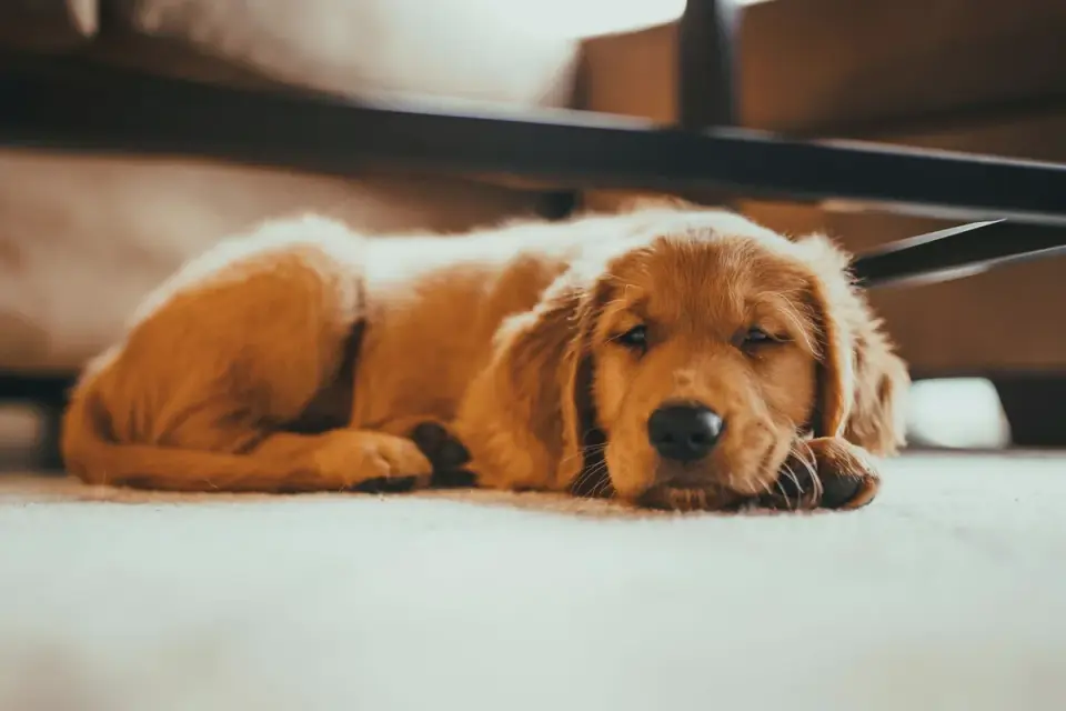 Dog resting at home