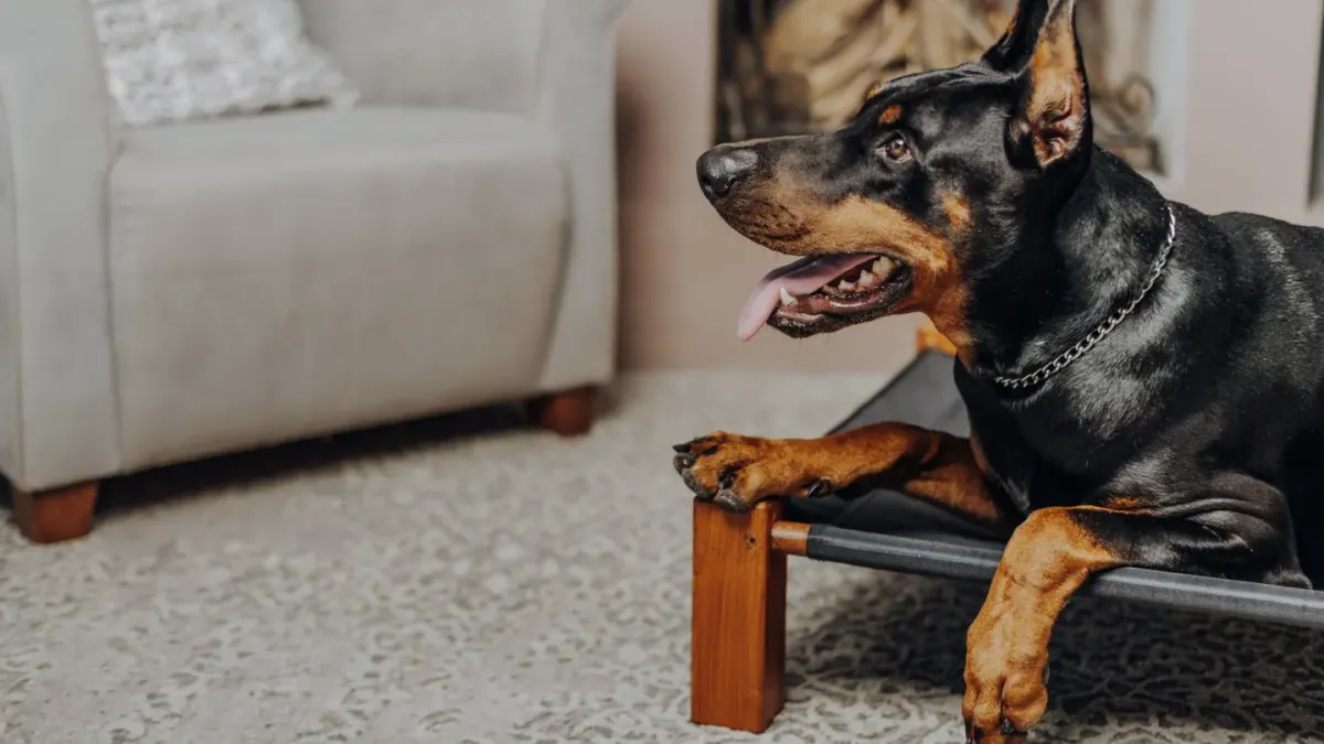 Dog resting at home