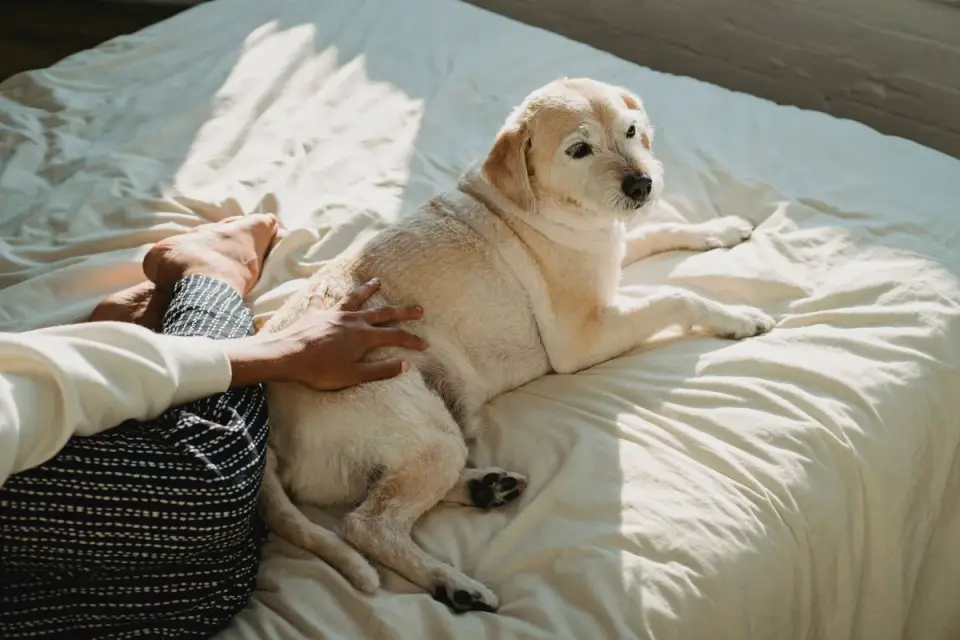 Dog resting at home