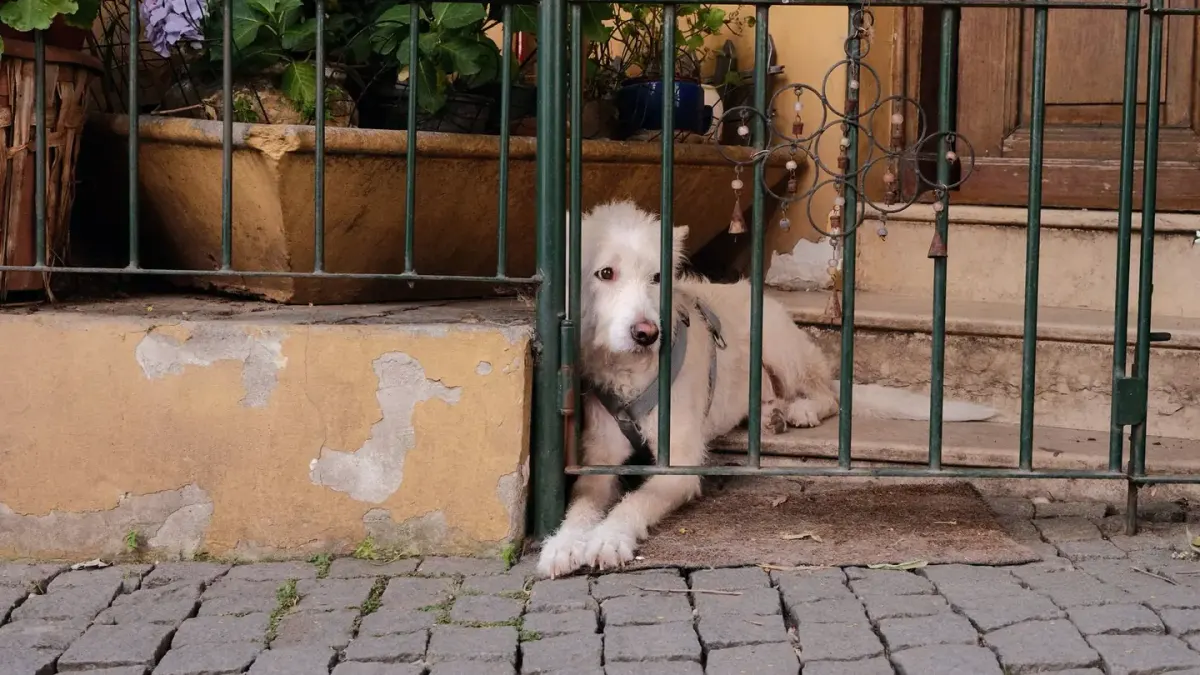 Dog resting at home