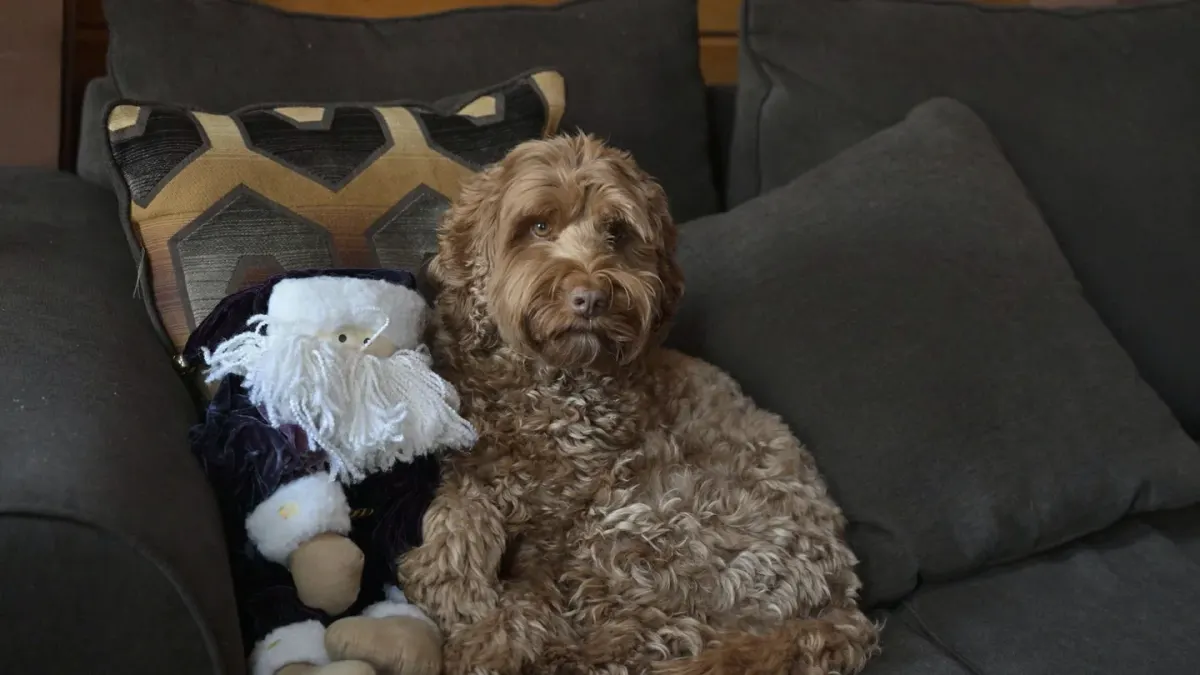 Dog resting at home