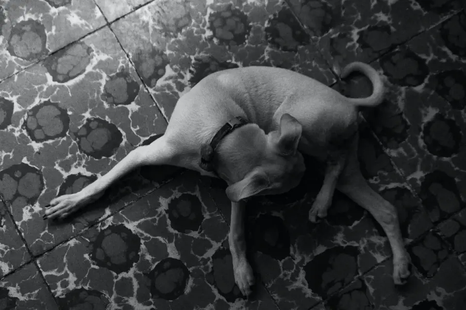 Dog resting at home