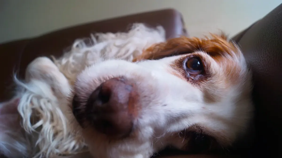 Dog resting at home