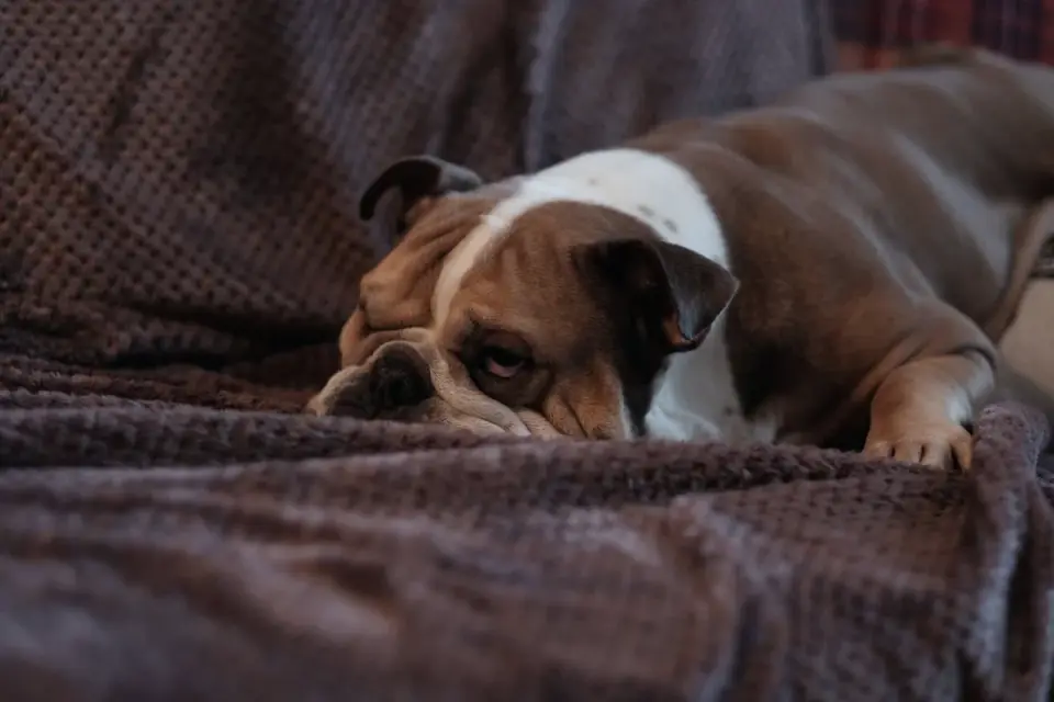 Dog resting at home