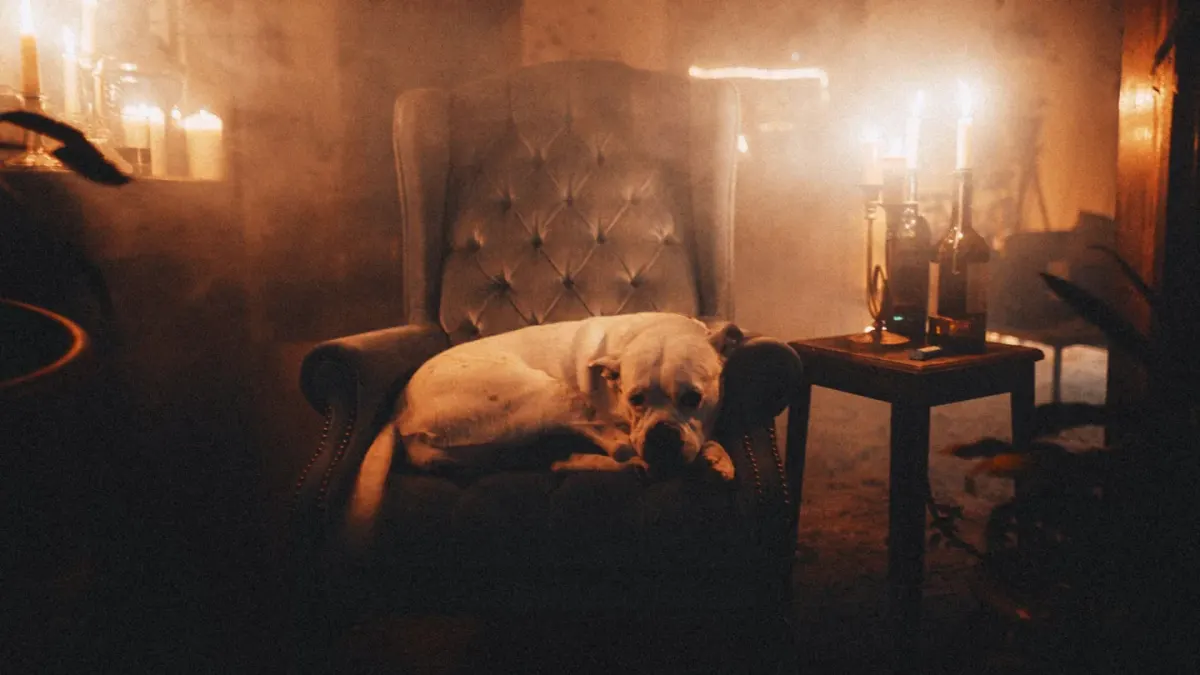 Dog resting at home