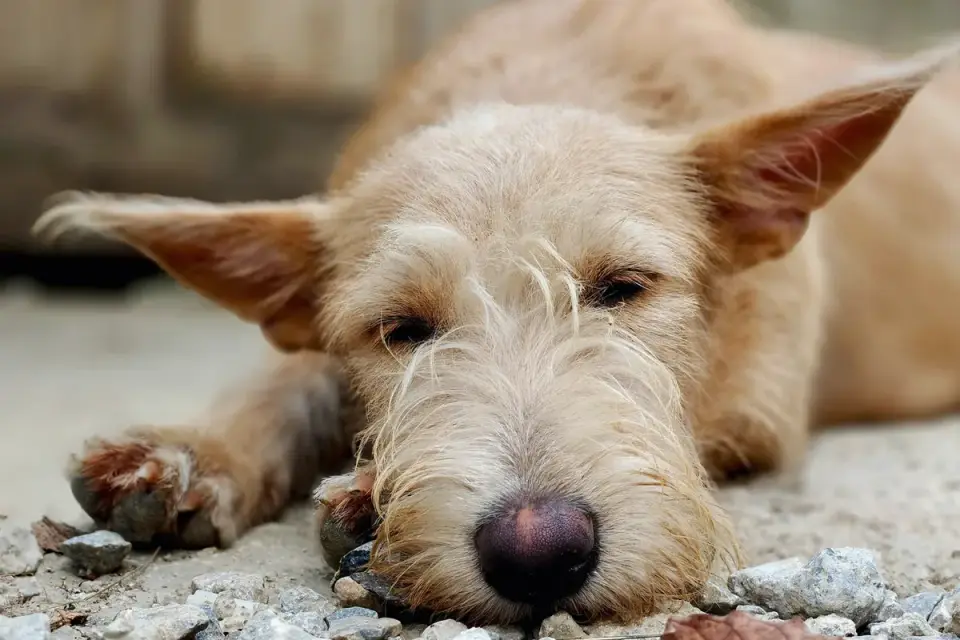 Dog resting at home