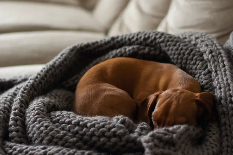 Dog resting at home