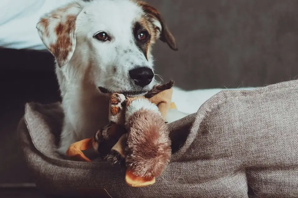 Dog resting at home