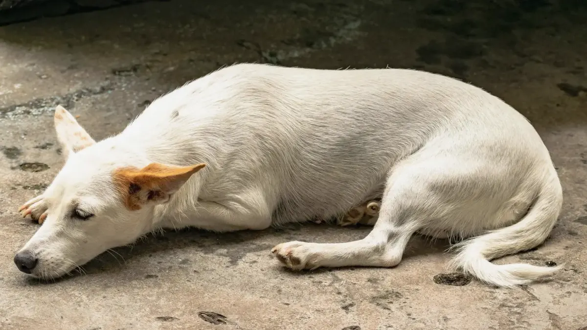 Dog resting at home