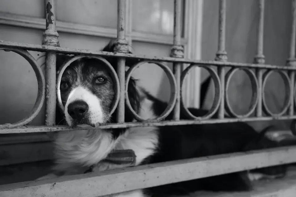 Dog resting at home
