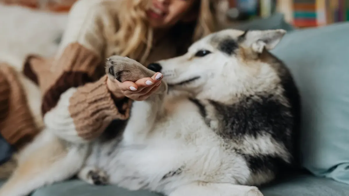 Dog resting beside an owner