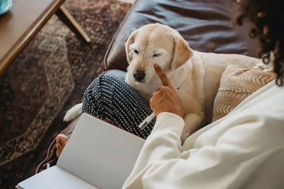 Dog resting beside an owner