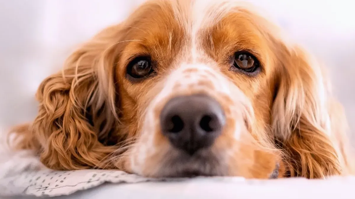 Dog resting by a window