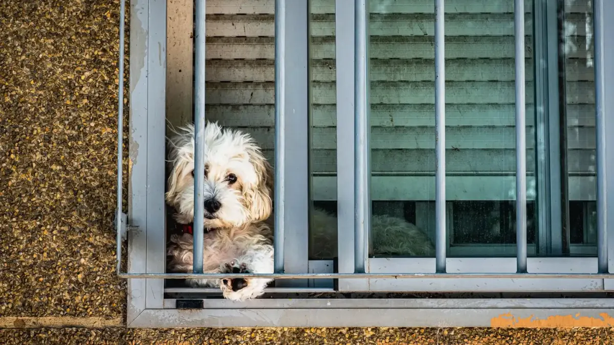 Dog resting by a window