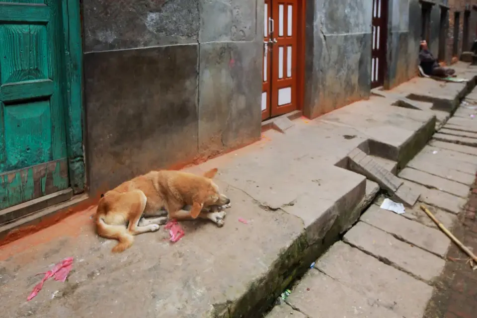 Dog resting by a window