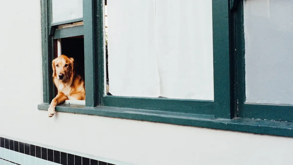 Dog resting by a window