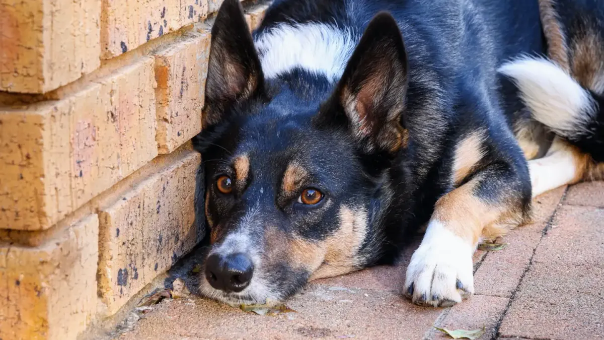 Dog resting by a window