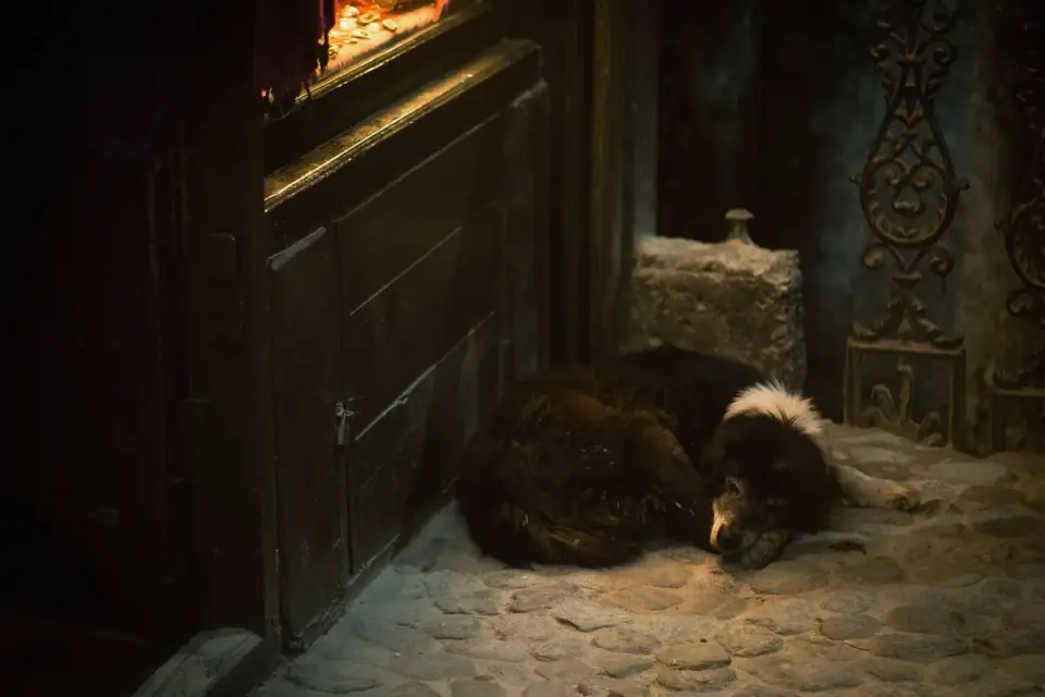 Dog resting by a window