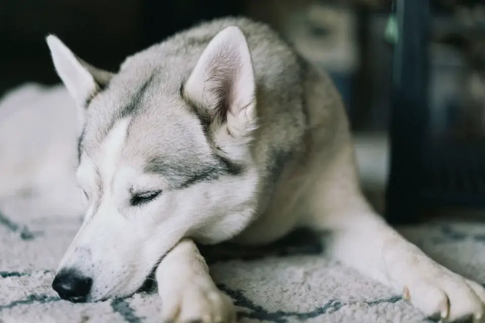 Dog resting by a window