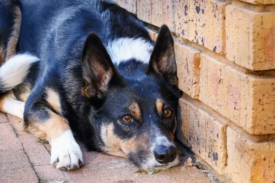 Dog resting by a window