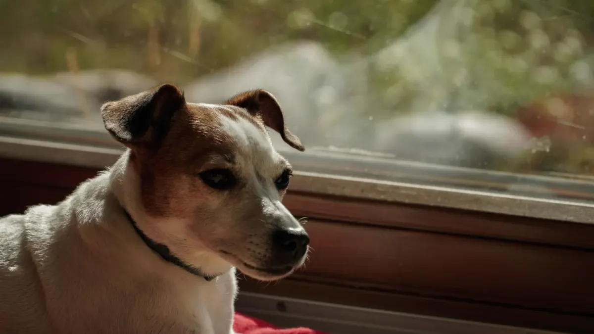 Dog resting by a window