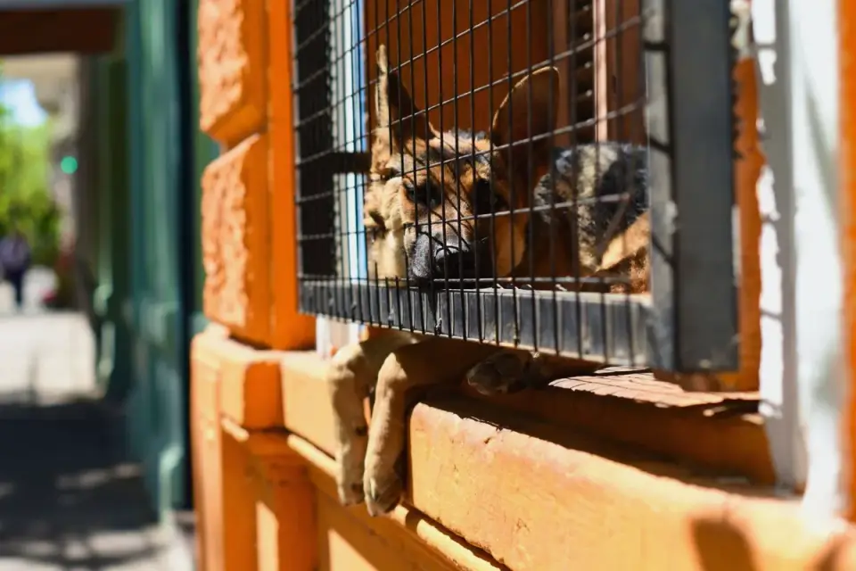Dog resting by a window