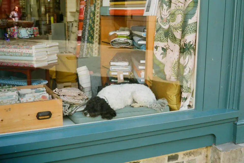 Dog resting by a window