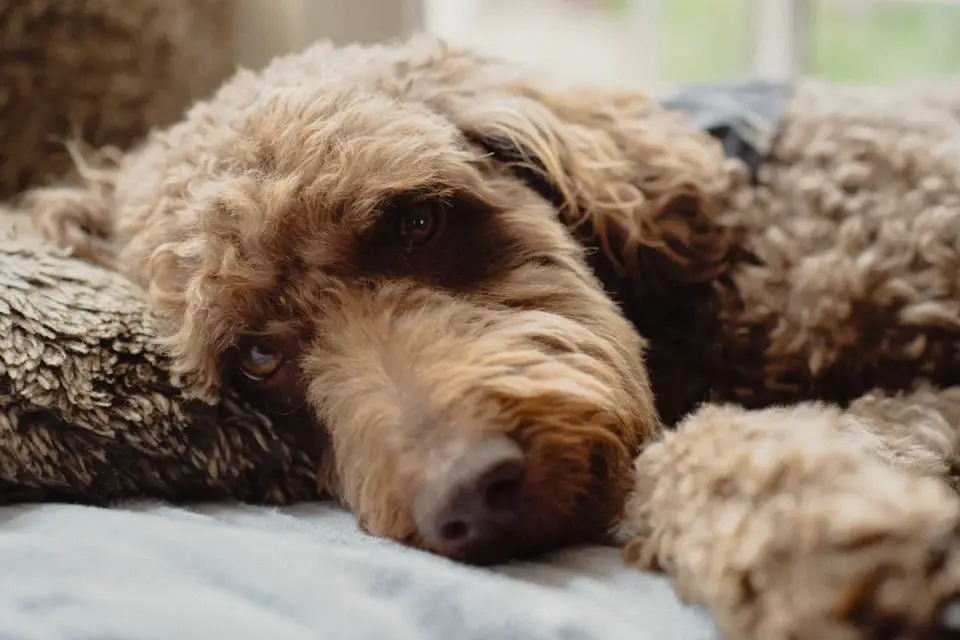 Dog resting during travel