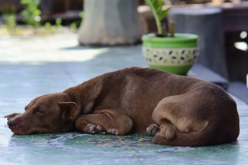 Dog resting during travel