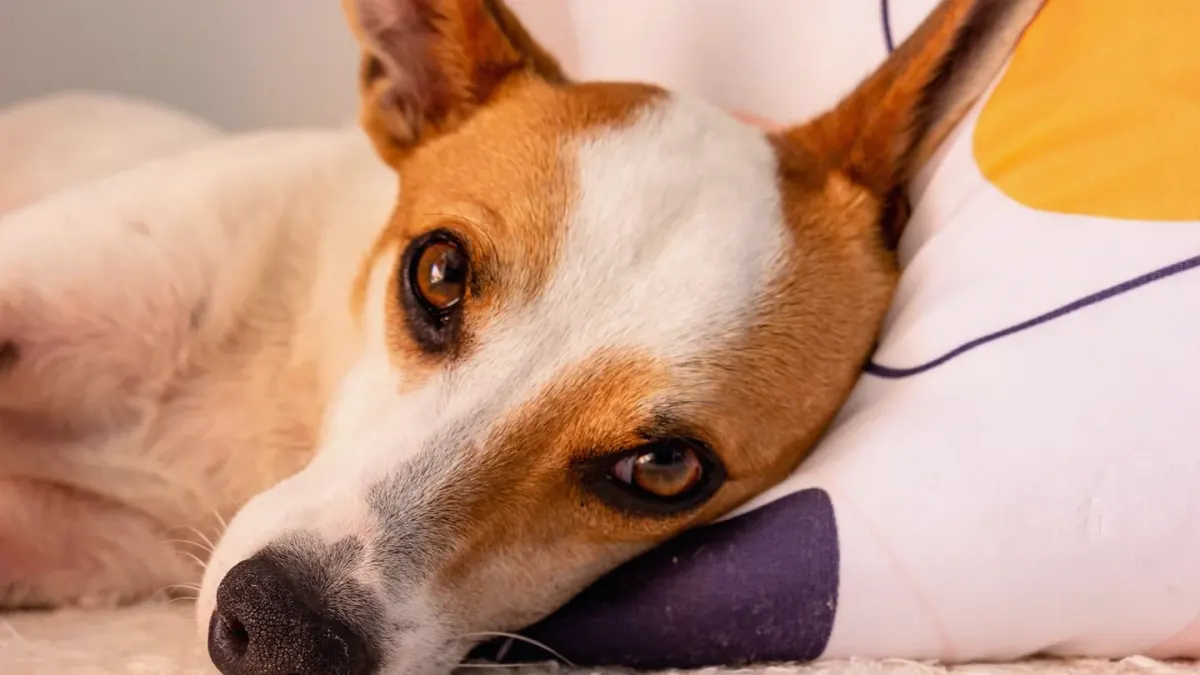 Dog resting during travel