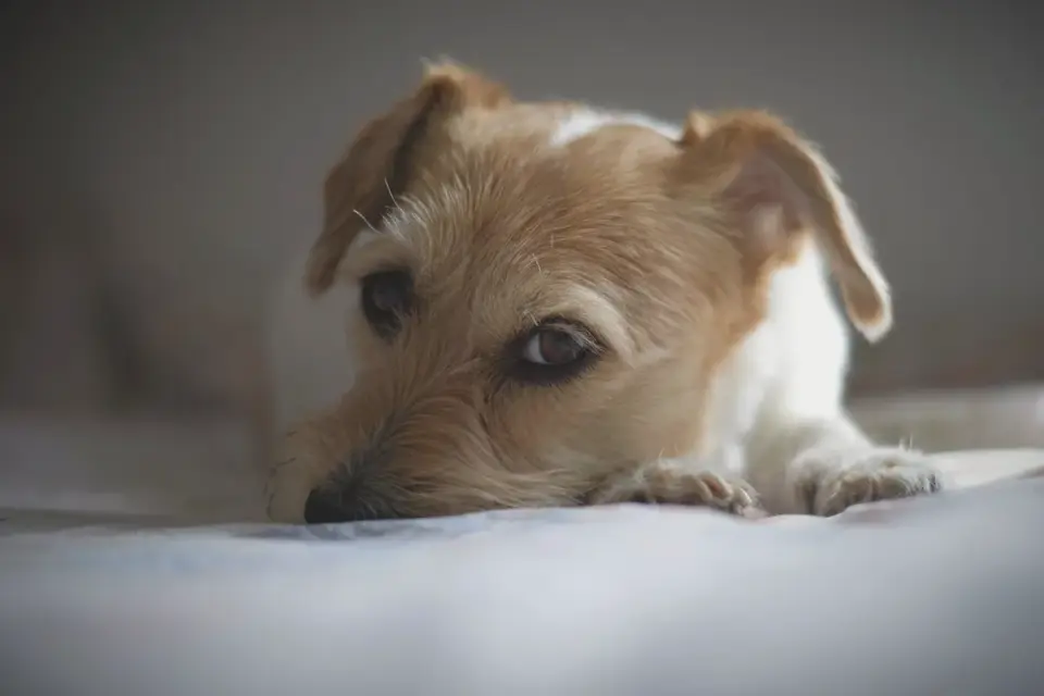 Dog resting during travel