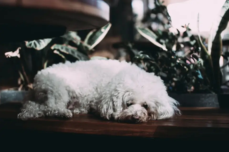 Dog resting during travel