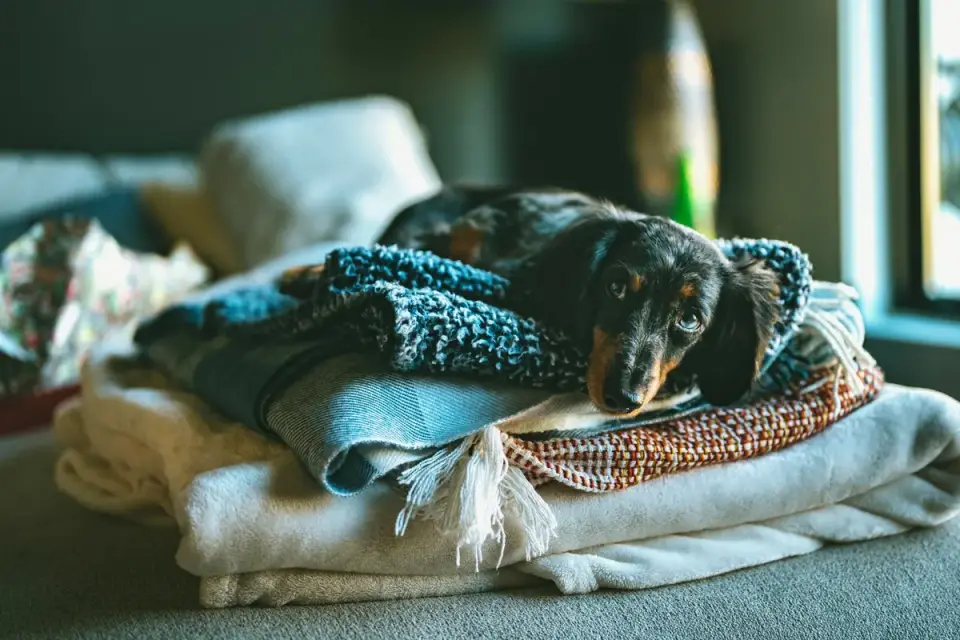 Dog resting during travel