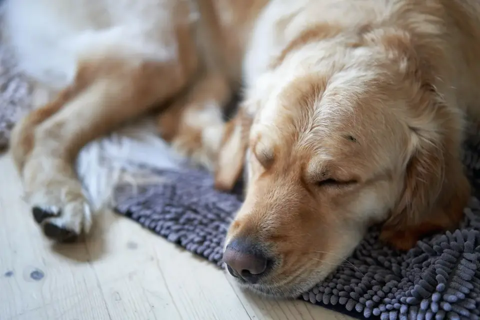 Dog resting during travel