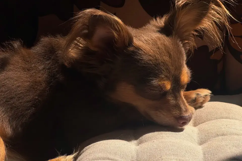 Dog resting during travel