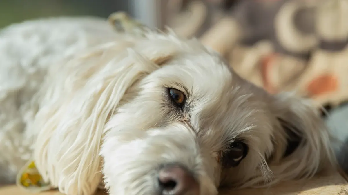 Dog resting during travel